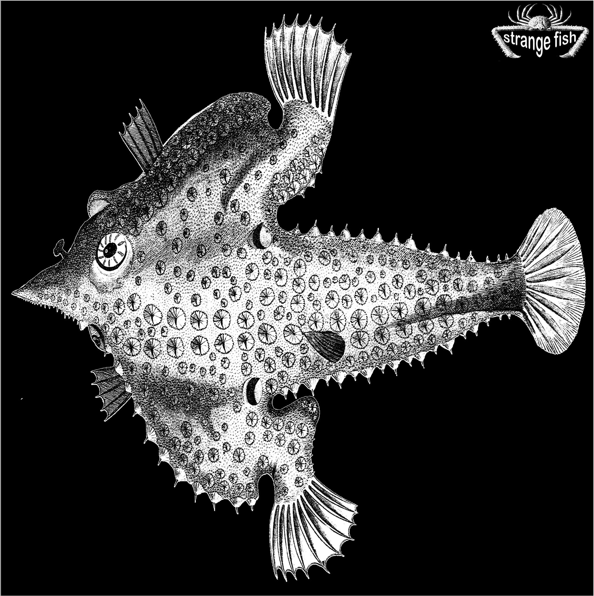 it's strange, it's fishy, it's....